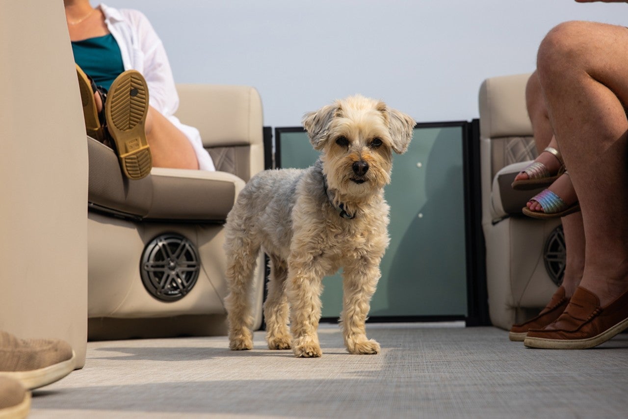 Harris Pontoon Boats Sunliner 250 Dog